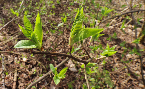 młode listki zielona na drzewie wiosna