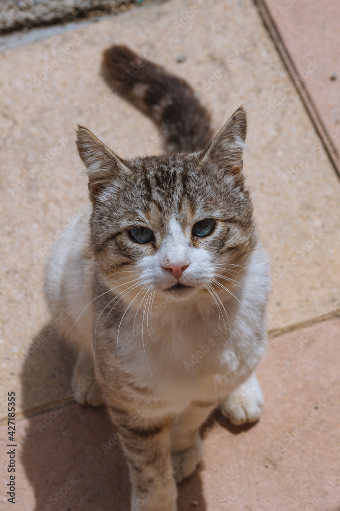 Un chat blanc qui regarde en hauteur Un chat blanc qui regarde en hauteur