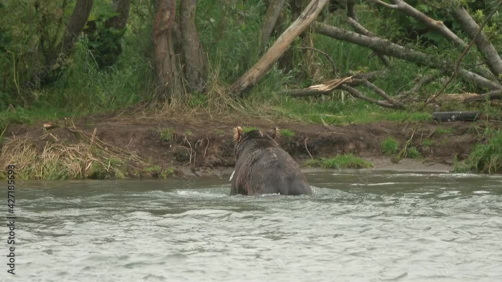 Brown bear eating a caught salmon, Kamchatka, Russia Brown bear eating a caught salmon, Kamchatka, Russia