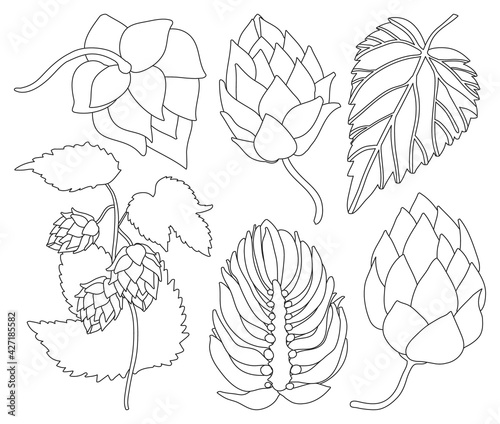 Hop vector outline set icon. Isolated outline set icon humulus. Vector illustration hop on white background.