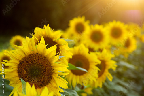 Fototapeta Naklejka Na Ścianę i Meble -  Summer sun over the sunflower field