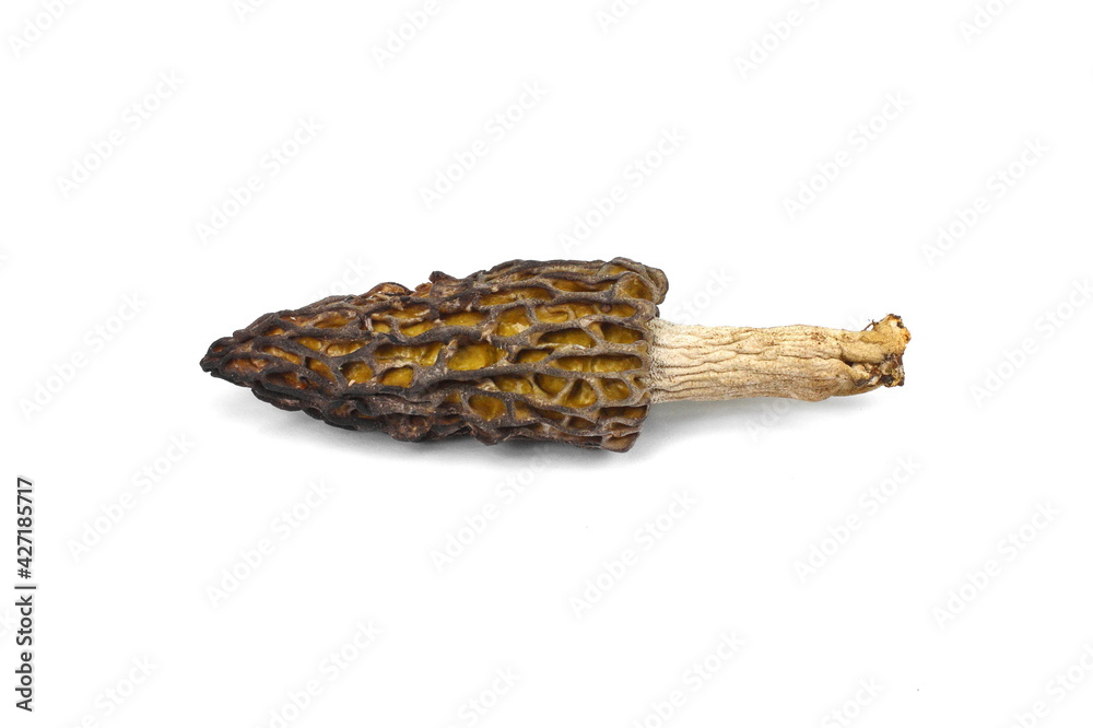 morel mushrooms isolated on white background morel mushrooms isolated on white background