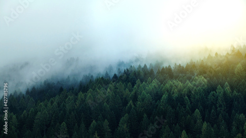 Misty Green Pine Forest under the Fog © andrii_popovych