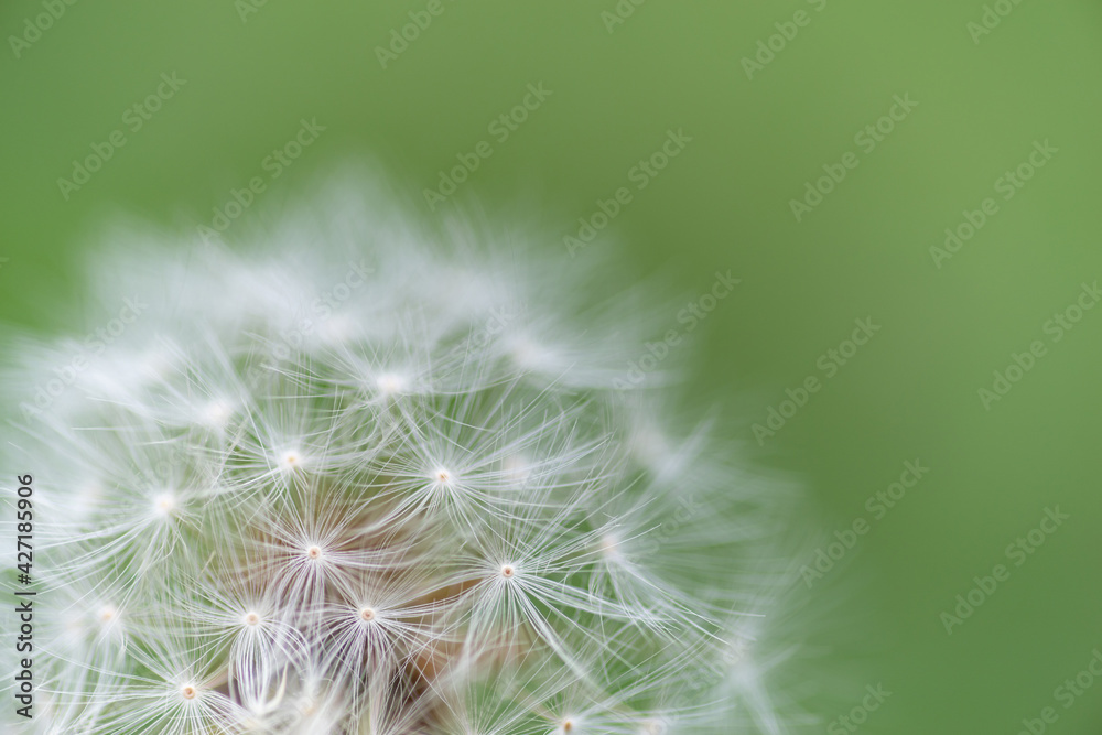 Fototapeta premium タンポポの綿毛