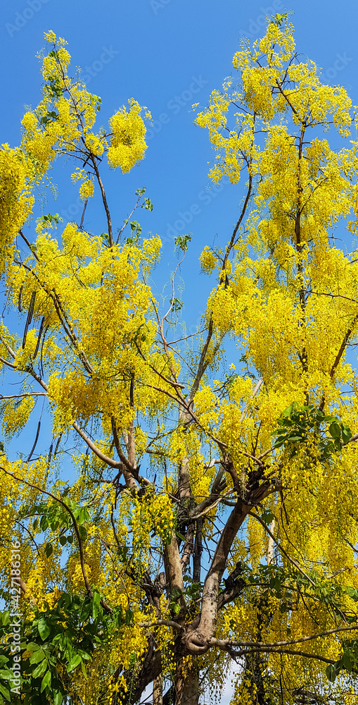 Naklejka premium Golden shower tree