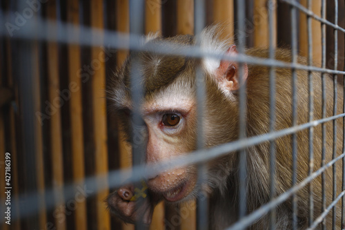 Fototapeta portrait of a sad monkey in a cage