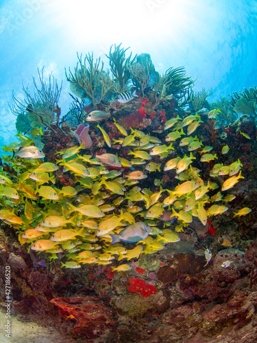 School of French grunt in a coral reef (Playa del Carmen, Quintana Roo, Yucatan, Mexico) photo