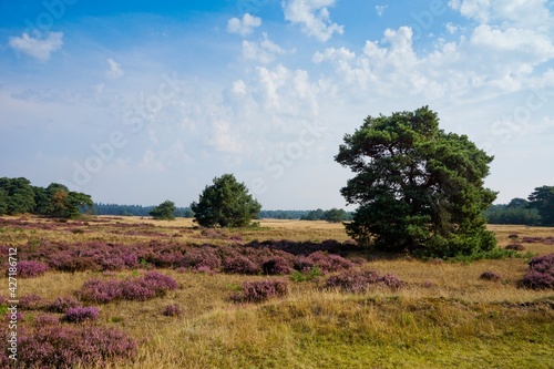 Heather in bloom on heath near Ede the Netherlands