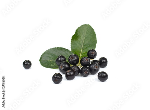 Chokeberry with green leaves isolated on white background. Black aronia. Branch of black chokeberry (Aronia melanocarpa) with green leaves isolated on white background. 
