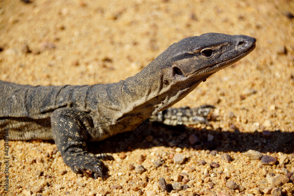 Rosenberg´s monitor, Varanus rosenbergi, large goanna in natural habitat in Western Australia, lateral view Rosenberg´s monitor, Varanus rosenbergi, large goanna in natural habitat in Western Australia, lateral view