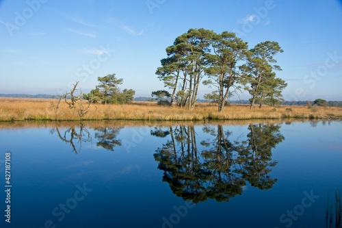 Reflecting pond in Dwingelderveld National Park in the Netherlands photo