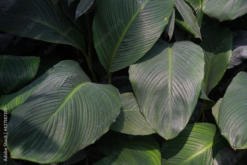 Obraz premium Green Peace lily leaves natural background and wallpaper. Fragrant spathiphyllum. Spathiphyllum cannifolium (Dryand. ex Sims). 