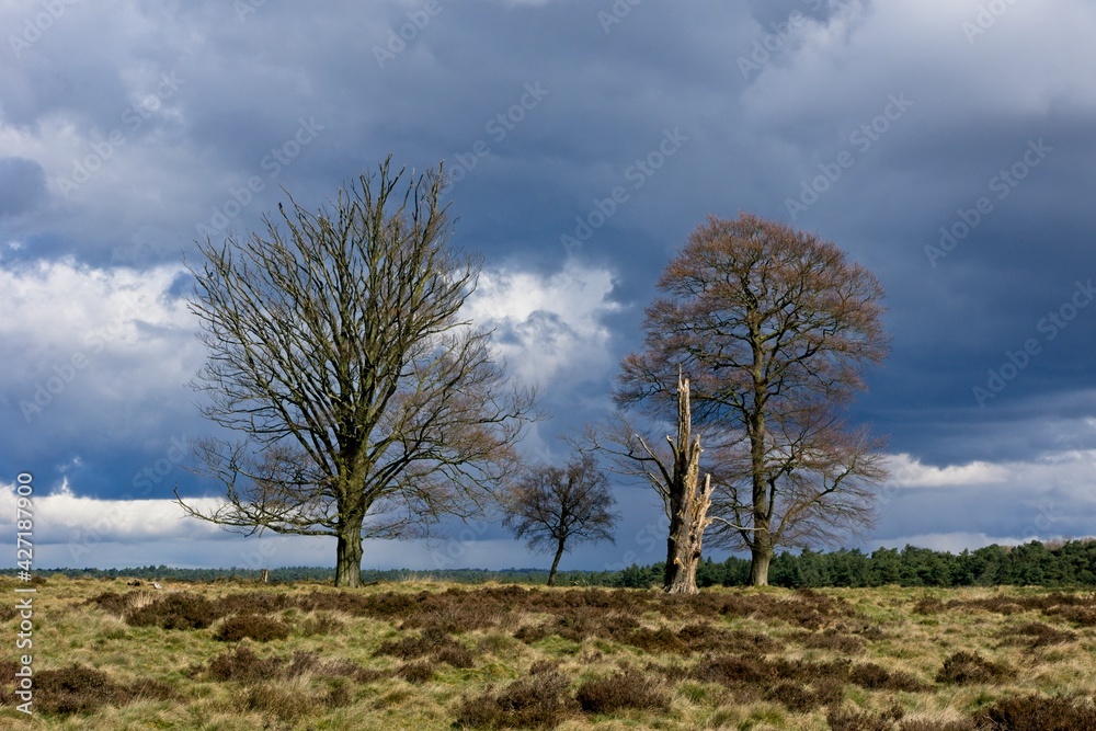 Spring in National Park de Hoge Veluwe in the Netherlands Spring in National Park de Hoge Veluwe in the Netherlands