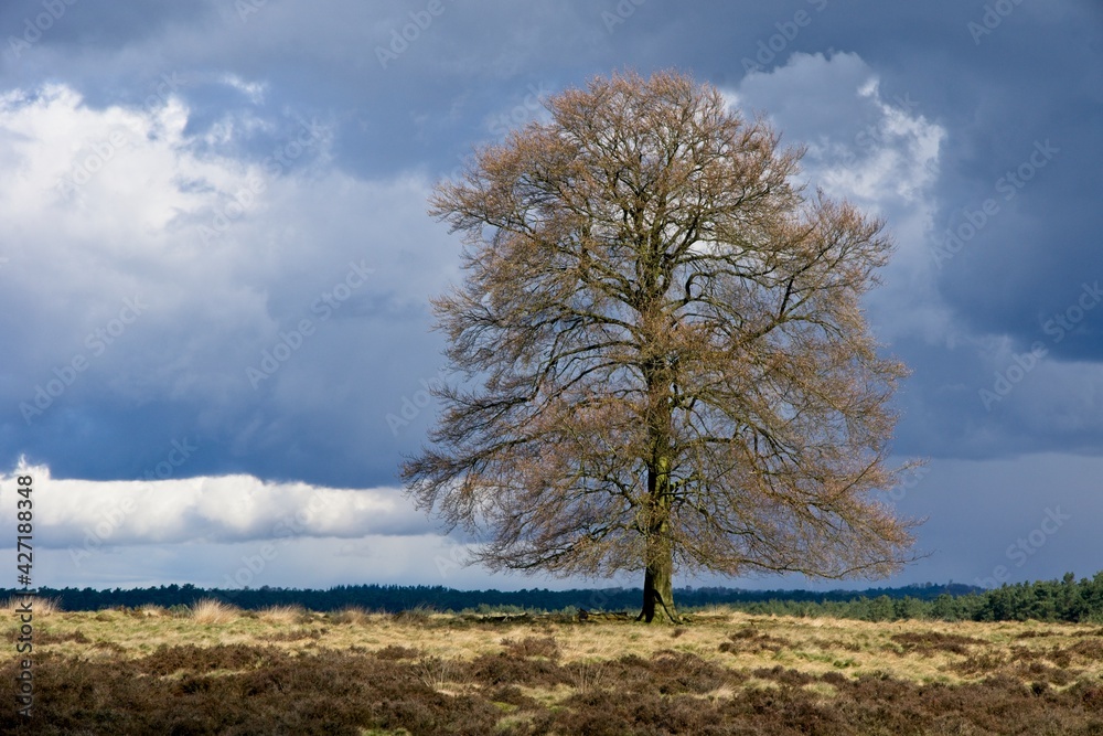 Spring in National Park de Hoge Veluwe in the Netherlands Spring in National Park de Hoge Veluwe in the Netherlands