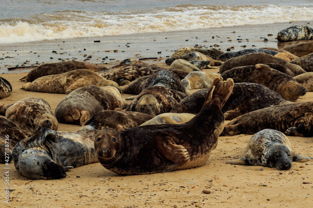 Fototapeta premium Seal colony on the beach