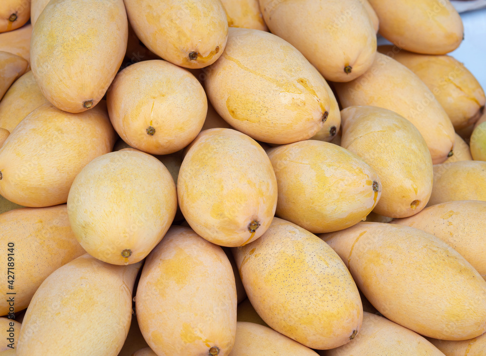Fresh yellow mangoes from the farm are ready for sale. Fresh yellow mangoes from the farm are ready for sale.