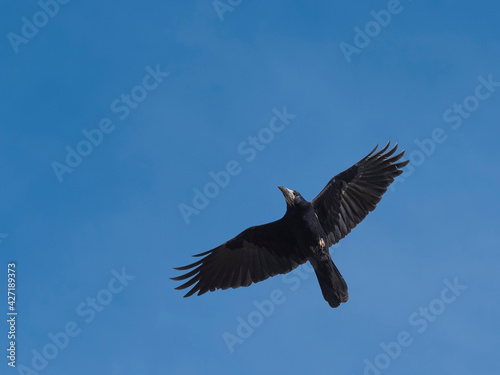 One black crow in flight on blue sky, corvus corone