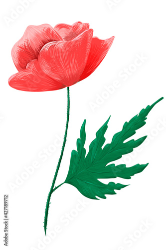 Hand-drawn opening poppy flower in graphic art style. Side view. Vector illustration