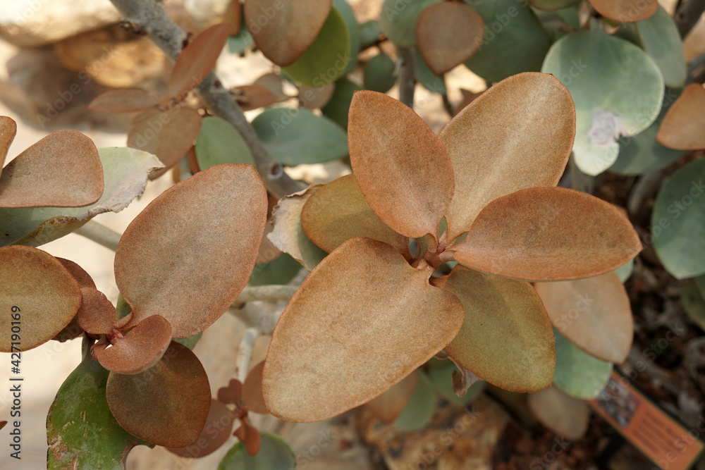 Kalanchoe orgyalis is a much-branched succulent shrub that slowly grows. copper spoons. Arid plants. Kalanchoe orgyalis is a much-branched succulent shrub that slowly grows. copper spoons. Arid plants.