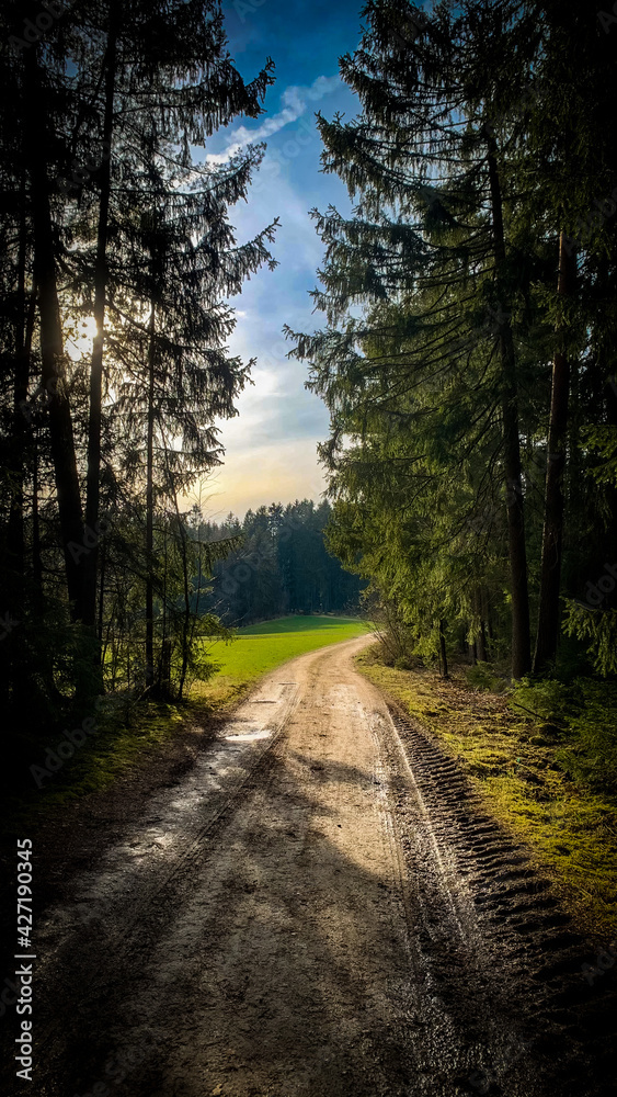 Waldspaziergang bei tierstehender Sonne Waldspaziergang bei tierstehender Sonne