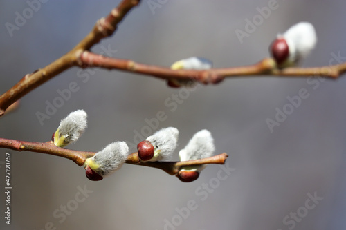 Pussy willow on the branches, catkins in spring forest close up