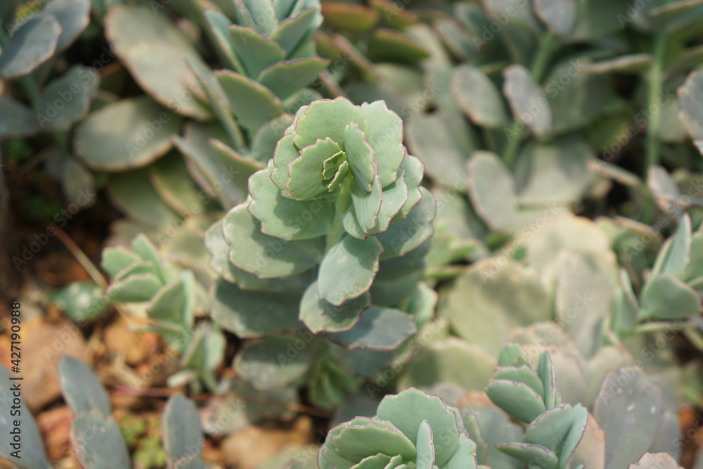 Kalanchoe fedtschenkoi (Bryophyllum fedtschenkoi) also called South American Air Plant or Lavender Scallops. Arid plants. Kalanchoe fedtschenkoi (Bryophyllum fedtschenkoi) also called South American Air Plant or Lavender Scallops. Arid plants.