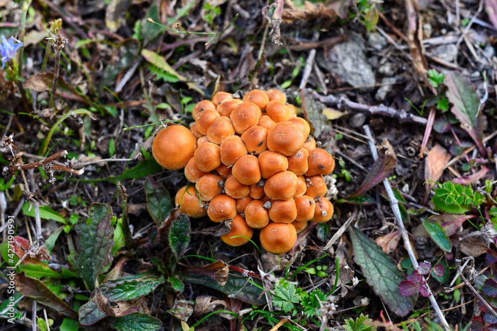 Forest mushrooms - winter edible mushroom Flammulina velutipes. Also known as velvet shank. In Asian cuisine, it is known as enoki. Forest mushrooms - winter edible mushroom Flammulina velutipes. Also known as velvet shank. In Asian cuisine, it is known as enoki.