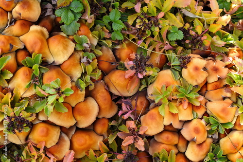 Forest mushrooms - winter edible mushroom Flammulina velutipes. Also known as velvet shank. In Asian cuisine, it is known as enoki.