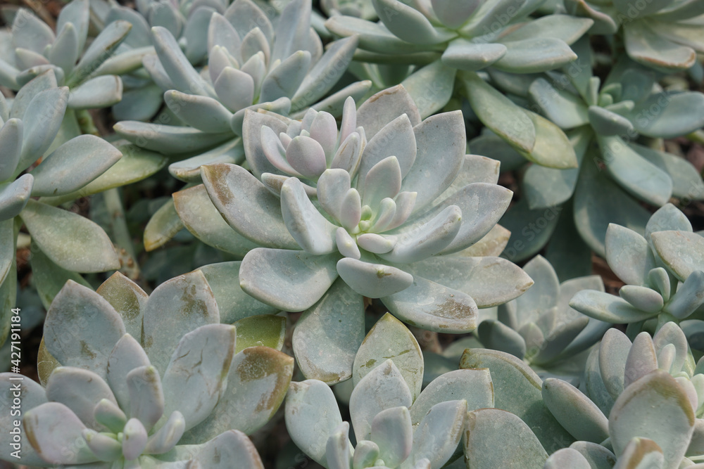 x Graptoveria 'Opalina' is an attractive succulent that produces clusters of tight rosettes of thick, smooth, upright-held leaves. Arid plants. x Graptoveria 'Opalina' is an attractive succulent that produces clusters of tight rosettes of thick, smooth, upright-held leaves. Arid plants.