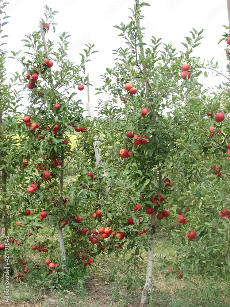 Apple orchard. Ripe apples in the garden ready for harvest. Apple orchard. Ripe apples in the garden ready for harvest.