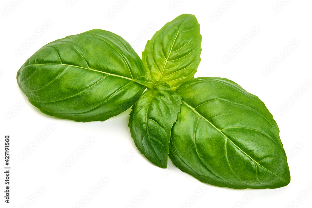 Fresh organic basil leaves, close-up, isolated on white background Fresh organic basil leaves, close-up, isolated on white background