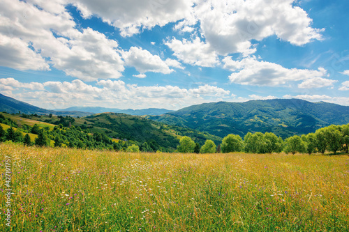 rural landscape with blooming grassy meadow. beautiful nature scenery of carpathian mountains on a sunny day. fluffy clouds on the blue sky