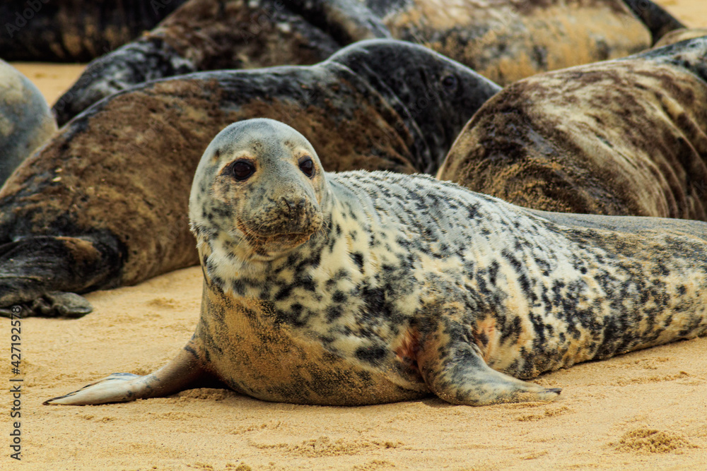 Obraz premium seal on the beach