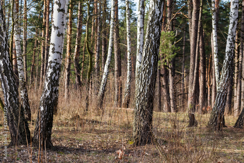 Obraz premium Section of forest with trunks of birches on a foreground