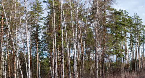Edge of the mixed coniferous and deciduous forest in springtime