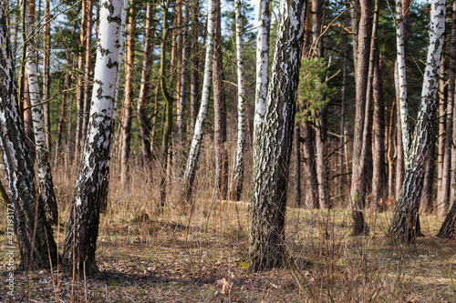Section of forest with trunks of birches on a foreground