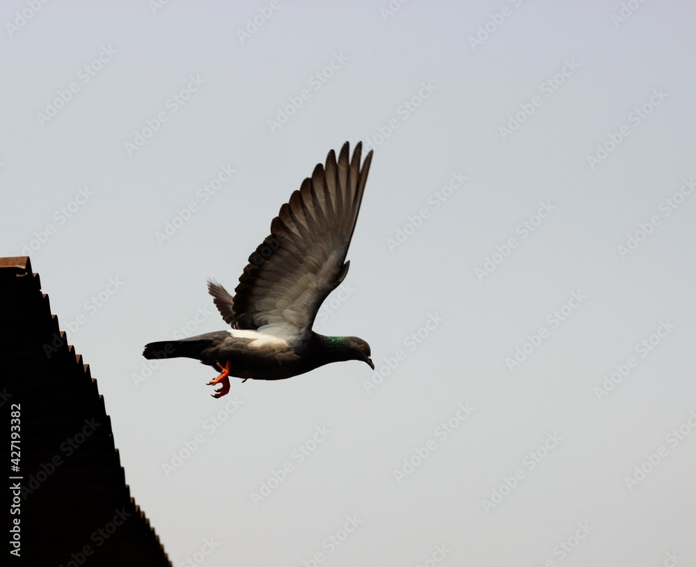 Obraz premium Flying pigeon in a sunny day