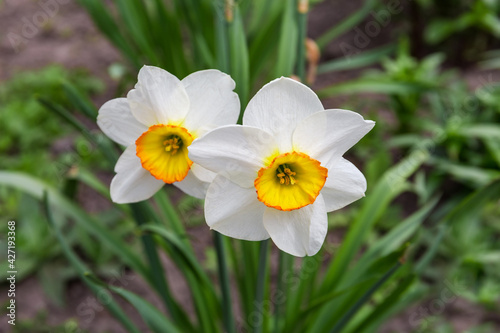 Two cultivated narcissus with white petals and yellow corona