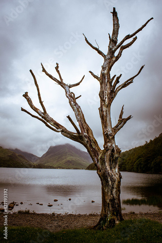 lonely tree lake district