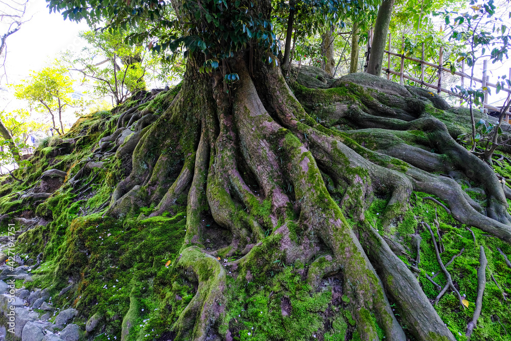 Focus to a big strange root of tree textured,the root is moist and expand on the soil surface covered of green moss in Kenrokuen Kanazawa garden, Ishikawa, Japan.