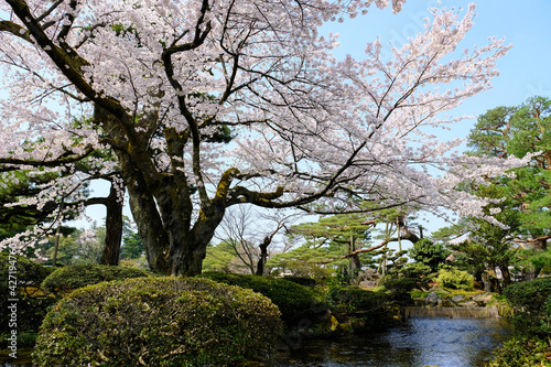 Pink sakura full blooming on sunny day against blue sky and clear river background ,the Japanese garden style with green pine trees along clear smallcanal at Kenroku-en, Kanazawa, Ishikawa in Japan