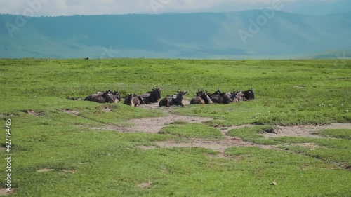 Wild herd of african buffoloes sitting on ground, having halt during hot summer day. Group of bovines in it's natural habitat in savanna part of safari park. Concept of nature, travel, wildlife. photo