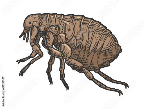 Canvas Print Flea louse insect engraving raster illustration