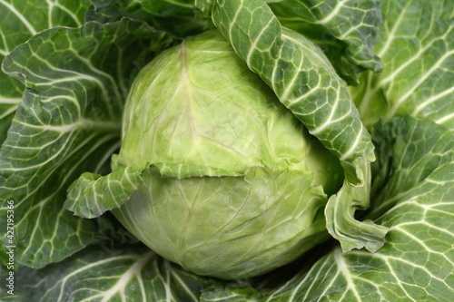 Cabbage isolated on white background. Fresh green cabbage.