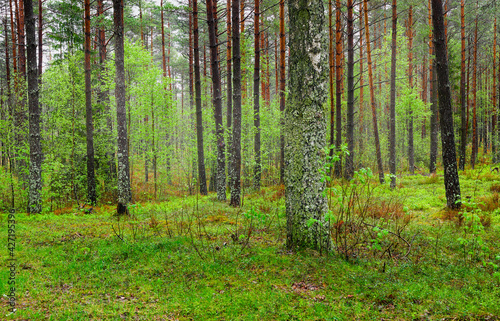 Spring in a coniferous forest with deciduous trees as undergrowth in southern Sweden