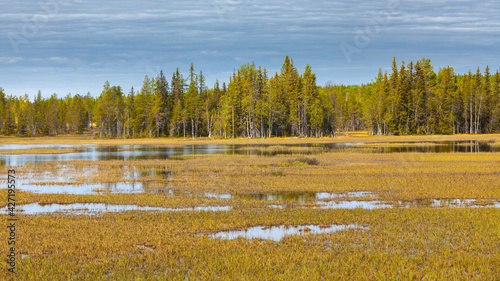 Landscape in spring with swamp and forest in Lapland, Sweden photo