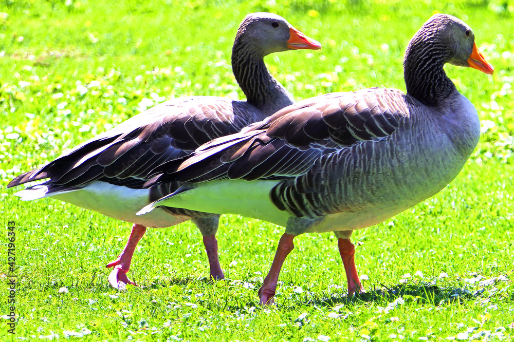 goose on the grass goose on the grass
