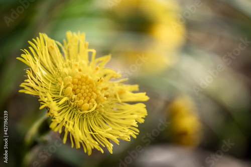 yellow flower of a dandelion