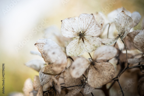 dried flowers in the garden