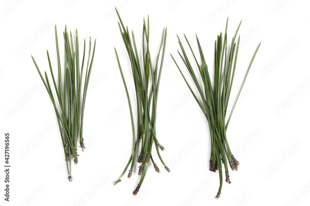 Austrian pine needles, leaves set and collection (Pinus nigra) isolated on white background, top view Austrian pine needles, leaves set and collection (Pinus nigra) isolated on white background, top view